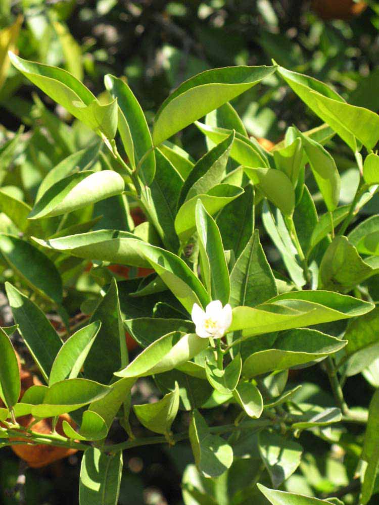              Sun leaves (Riverside, CA)       